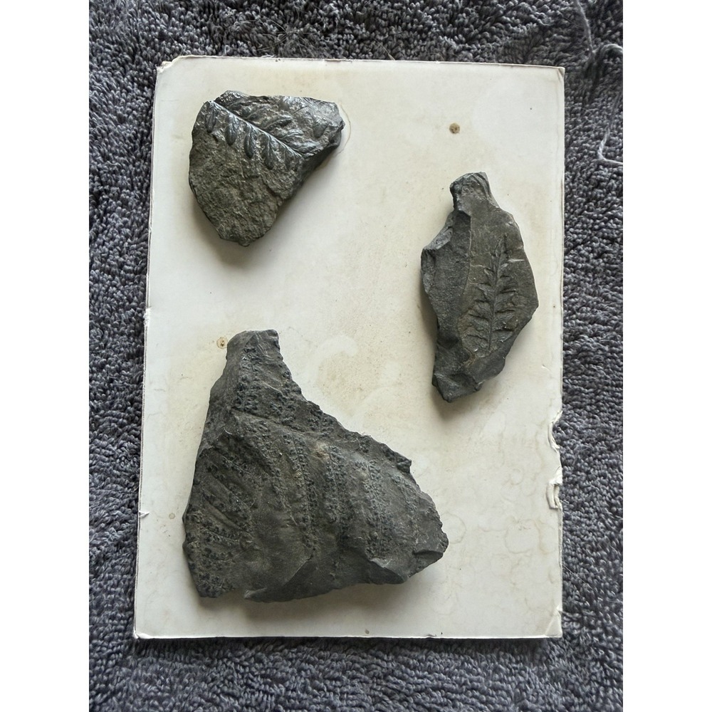 Plant Fossils in embedded shale rock, Pecopteris, Paleozoic era 3 piece